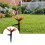 Automatic Rotating FiveArm Garden Sprinkler for Even Lawn Coverage and Quick Hose Connection 3