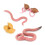 4Pcs Simulation Earthworm Growth Model Growth Cycle Biological Model 1