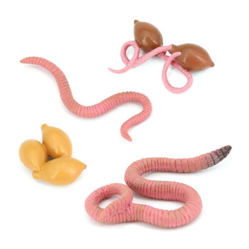 4Pcs Simulation Earthworm Growth Model Growth Cycle Biological Model