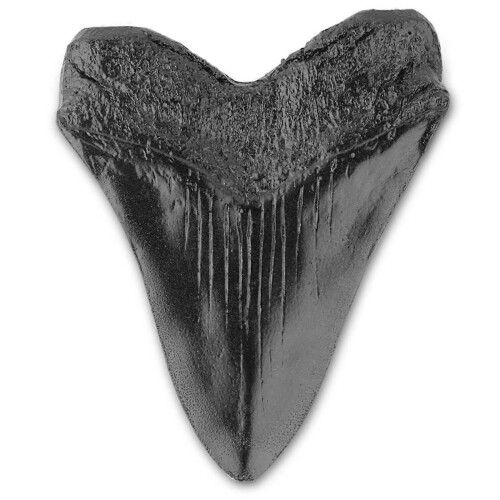 Carcharodon Megalodon Giant Tooth Fossil 2