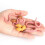 4Pcs Simulation Earthworm Growth Model Growth Cycle Biological Model 2
