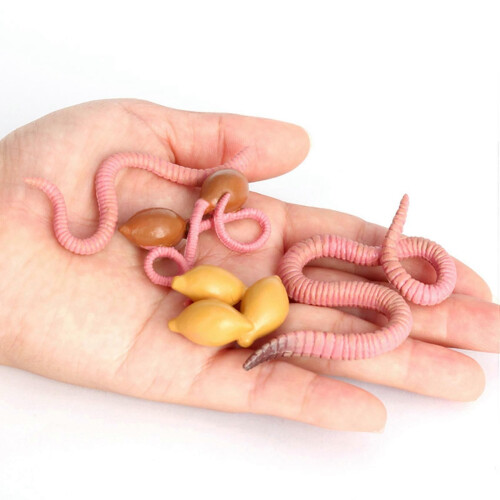 4Pcs Simulation Earthworm Growth Model Growth Cycle Biological Model 1