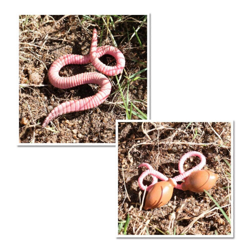 4Pcs Simulation Earthworm Growth Model Growth Cycle Biological Model 2