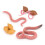 4Pcs Simulation Earthworm Growth Model Growth Cycle Biological Model 4