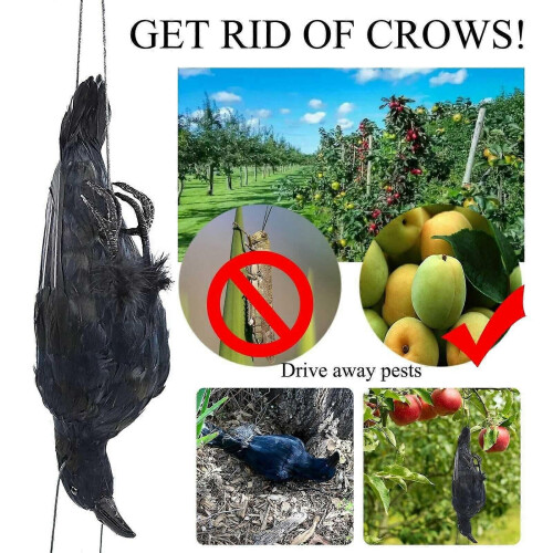 Realistic Hanging Dead Crow Decoy Lifesize Extra Large Black Feathered Crow 1