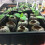 110 Pcs Professional Peat Pellets Plant Starting Soil Block Seedling 4