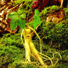 Ginseng Seeds: Easy-Growing Plants, Rare Medicinal Herbs for the Garden