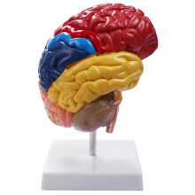 Anatomisches Modell des Gehirns 1:1 – Hälfte des Gehirns, Hirnstamm – Lehrmaterialien für das Labor