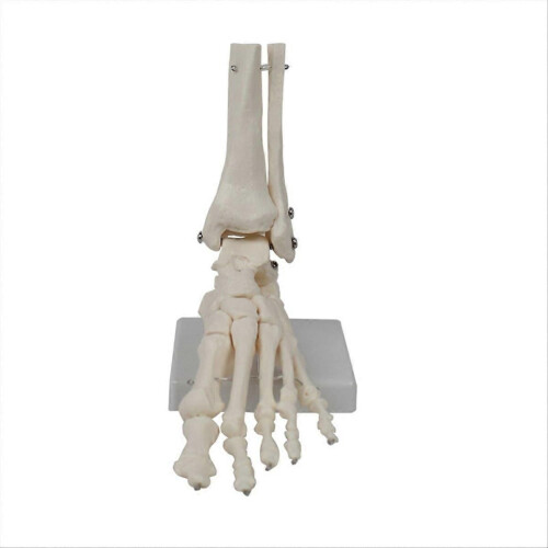 Voetgewrichtmodel, model van de menselijke anatomie, levensgroot, model van de voetanatomie