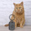 Porte-clés d'urne pour animaux de compagnie, avec imprimé-Noir 3