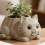 Cats Shape Small Flower Container Silicone Mold for Crafting 6
