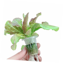 50 Pack Hydroponic Net Pots White Slotted Mesh Cups for Vegetables Orchids Aquaponics Enhanced Root Aeration