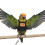 Parrots Flight Suit Harness Vest With Strong Leash-black L 5