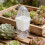 6Pcs Clear Automatic Watering Planter Pots for Indoor Seed Starter 3