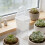 6Pcs Clear Automatic Watering Planter Pots for Indoor Seed Starter 9