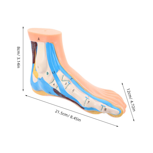 Realistic Foot Anatomy Model for Classroom and Physiotherapy Study 1