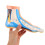 Realistic Foot Anatomy Model for Classroom and Physiotherapy Study 7