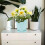 3Sets Durable Plastic Succulent Planters for Home Garden with Tray Set 3