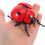 Giochi Coccinella Rossa Design Realistico Educativo 7