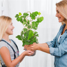 4X Pothos Plant Climber Support,Wooden Honeycomb Indoor Plant Trellis 16 Inch - UVResistant Garden Plant Decorative