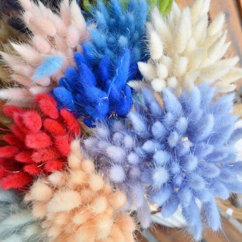 Fleurs séchées de queue de lapin (50 pièces) 2