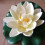 Artificial Floating Lotus Flower with Lily Pad, 10cm 4