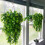 Artificial Sweet Potato Vine Wall Hanging – 5-Branch, 80cm 3
