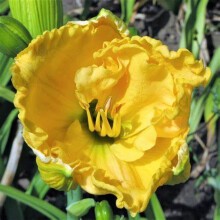 Dagleliebollen - Winterharde vaste bloeiende planten