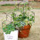 Sort metal planteespalier 45x30cm (3-pak) 2