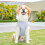 Dog Apparel Comfortable Cooling Vest For Active Pet-7XL 1 6
