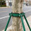 1Set Iron Tree Stabilizer Hoop Heavy Duty Wind Resistant Plant Support 3