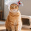 Pet   Dumpling Shape  Hat Washable Costume Themes Cosplay-S 5