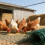 Easy Installs Chicken Wire Multipurpose Netting for Crafting & 2