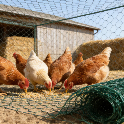 Easy Installs Chicken Wire Multipurpose Netting for Crafting & 1