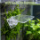 Floating Acrylic Aquarium Plant Stand with Suction Cup Clear 9