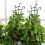 Stabelbart espalier til indendørs planter, 8 stk. PP-plast 3