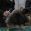 10Pièces Mélangée Double Tête Nettoyage Animaux 9