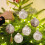 Enfeites de Natal de plástico transparente, 8 cm (3,14 polegadas), 6 peças 5