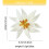 Broche Edelweiss en émail léger, facile à porter sur n'importe 3