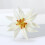 Broche Edelweiss en émail léger, facile à porter sur n'importe 7