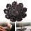 Lotus røkelsesbrennerholder – legering, 2 størrelser 2