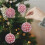Hwkond Christmas Ornament Balls Red 12-Pack 3