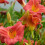 Bulbos de Hemerocallis - Resistentes ao frio e à seca 2