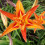 Bulbos de Hemerocallis - Resistentes ao frio e à seca 3