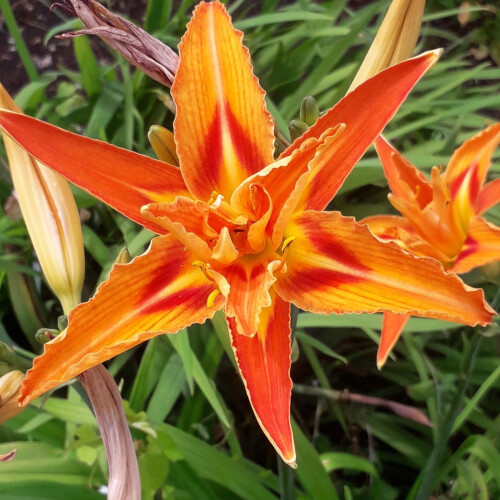 Bulbos de Hemerocallis - Resistentes ao frio e à seca 2