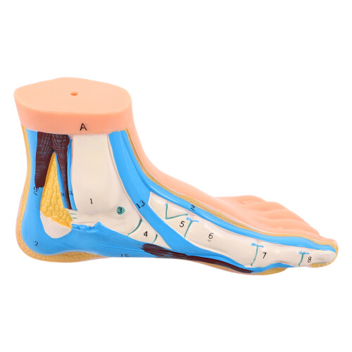 Anatomique Du Coloré En PVC Enseignement
