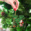 26-Letter Acrylic Christmas Tree Ornament Set 5
