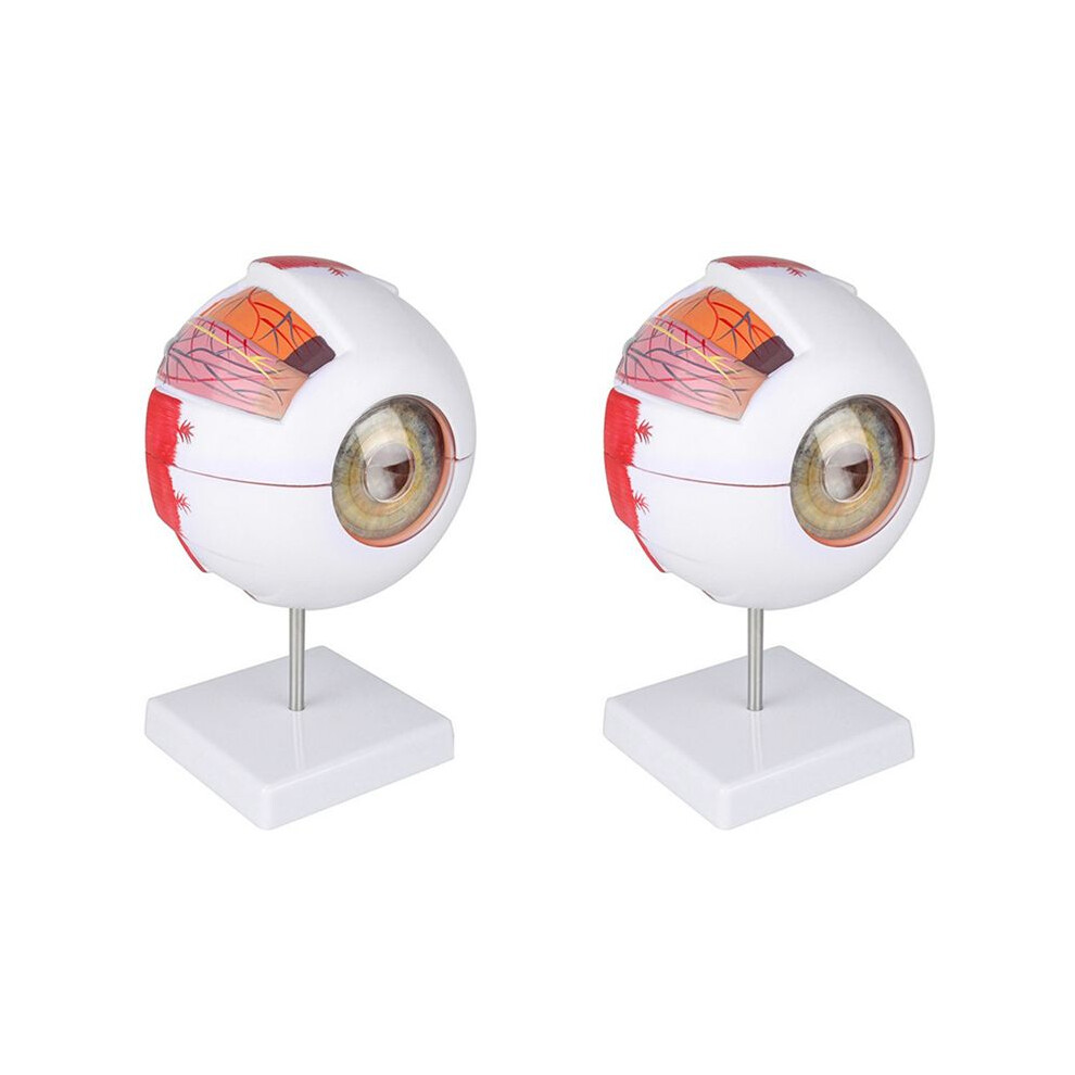 2X Anatomical Eye Model Eyeball Eyelid Model Disassemble 6 Times Enlarged Optic Nerve for Eye Special Teaching