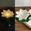Hengdidi kelluvat lootus-LED-valot, 6 kpl 2