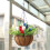 Independence Day Hanging Basket with Red White Blue Tulips 1